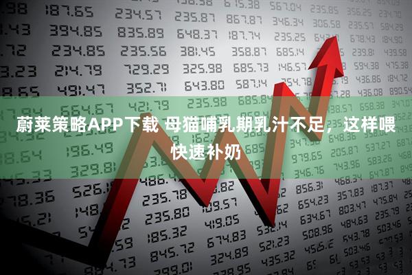 蔚莱策略APP下载 母猫哺乳期乳汁不足，这样喂快速补奶